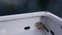 ડાઇવ સપોર્ટ વેચાણ માટે