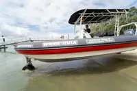 એમ્ફિબિયસ વેચાણ માટે