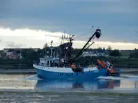પર્સ સીનર વેચાણ માટે