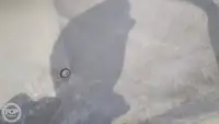 કન્ટેનર જહાજ વેચાણ માટે