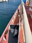 ટોબોટ વેચાણ માટે
