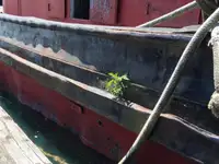 ટોબોટ વેચાણ માટે