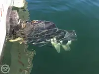 ટ્રોલર વેચાણ માટે