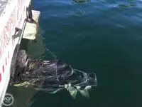 ટ્રોલર વેચાણ માટે