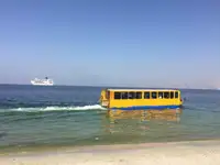 ઉભયજીવી વેચાણ માટે
